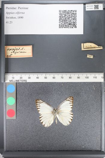 Media type: image;   Entomology 129463